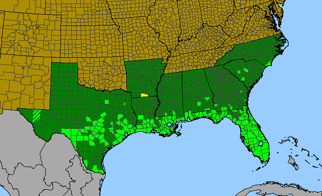 The range of Ludwigia octovalvis
